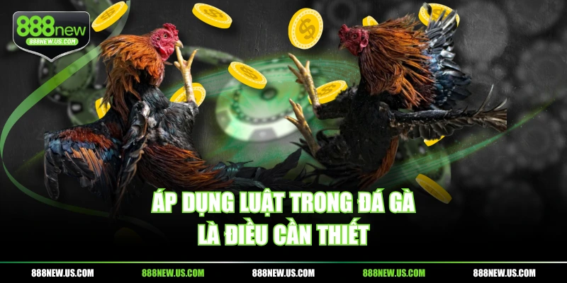 Áp dụng luật trong đá gà là điều cần thiết Áp dụng luật trong đá gà là điều cần thiết