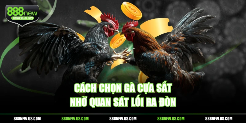 Cách chọn gà cựa sắt nhờ quan sát lối ra đòn Cách chọn gà cựa sắt nhờ quan sát lối ra đòn