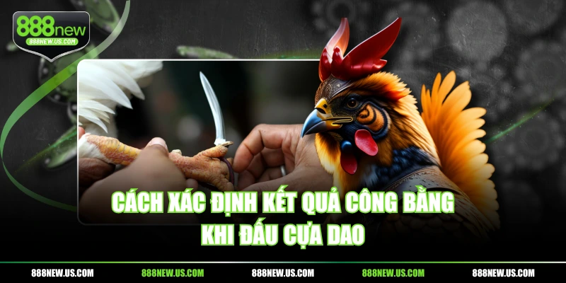 Cách xác định kết quả công bằng khi đấu cựa dao Cách xác định kết quả công bằng khi đấu cựa dao