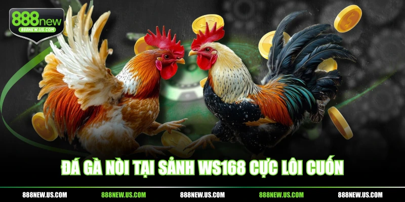 Đá gà nòi tại sảnh WS168 cực lôi cuốn Đá gà nòi tại sảnh WS168 cực lôi cuốn