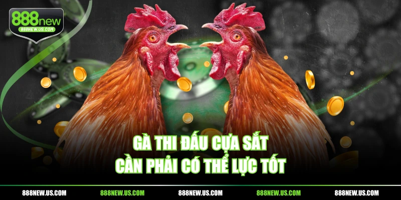 Gà thi đấu cựa sắt cần phải có thể lực tốt Gà thi đấu cựa sắt cần phải có thể lực tốt