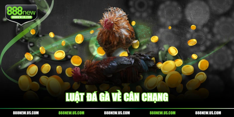 Luật đá gà về cân chạng Luật đá gà về cân chạng