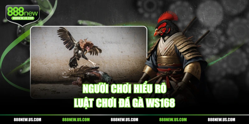 Người chơi hiểu rõ luật chơi đá gà WS168 Người chơi hiểu rõ luật chơi đá gà WS168