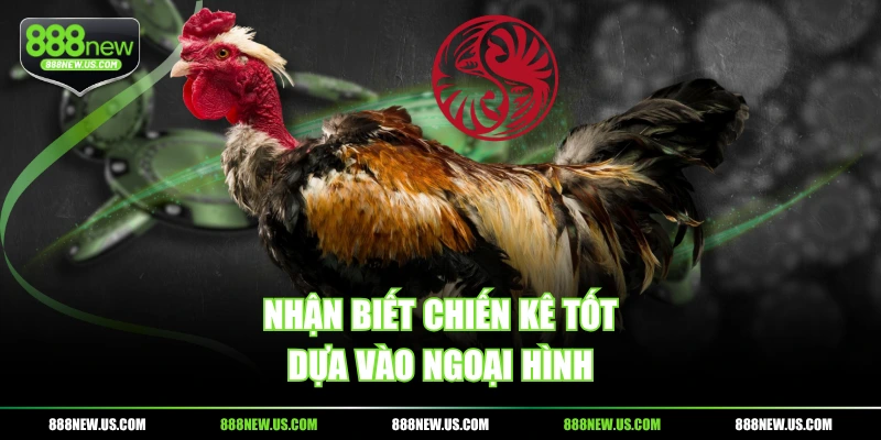 Nhận biết chiến kê tốt dựa vào ngoại hình Nhận biết chiến kê tốt dựa vào ngoại hình